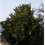 C.C.tree